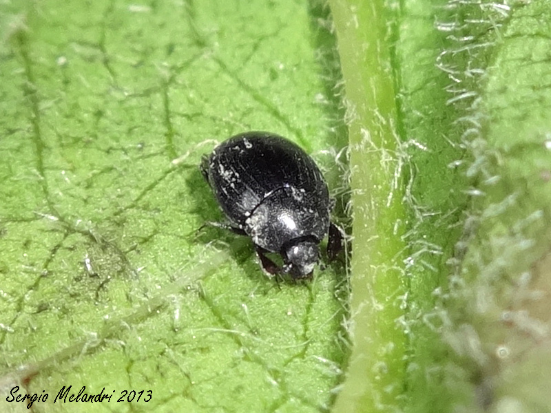 Hysteridae